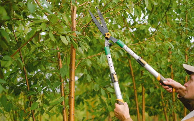 Tree trimming in Palmyra, NE